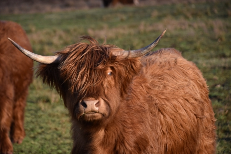 Schotse Hooglander