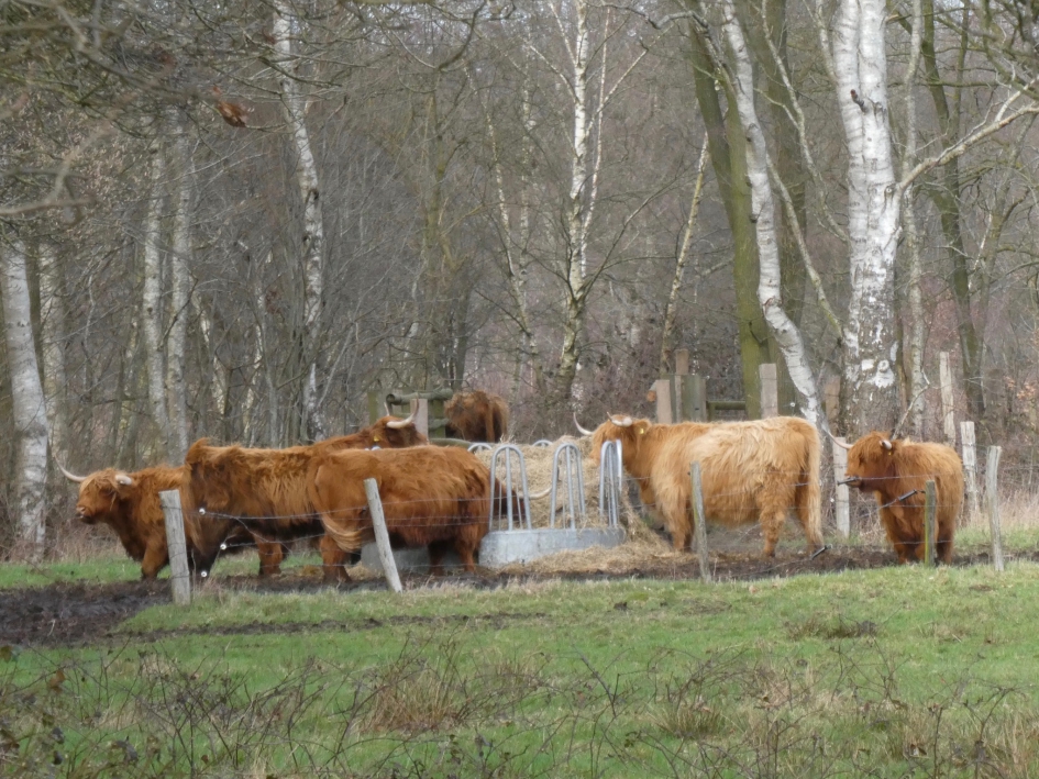 Schotse hooglanders - Zoogdieren - 