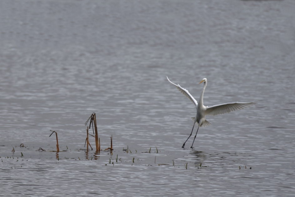 sierlijke landing - Vogels - grote zilverreiger