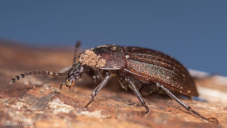 Slakkenaaskever (Phosphuga atrata)