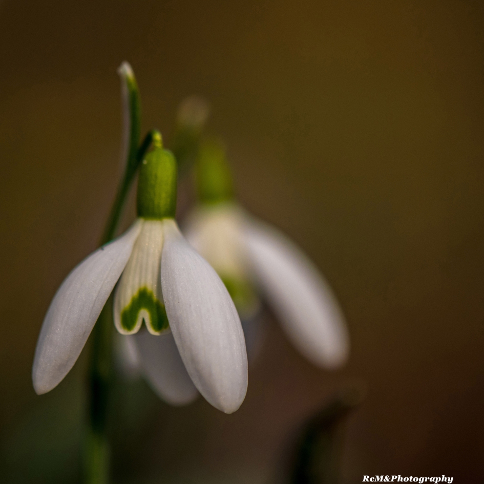 Sneeuwklokje. - Planten - Sneeuwklokje.