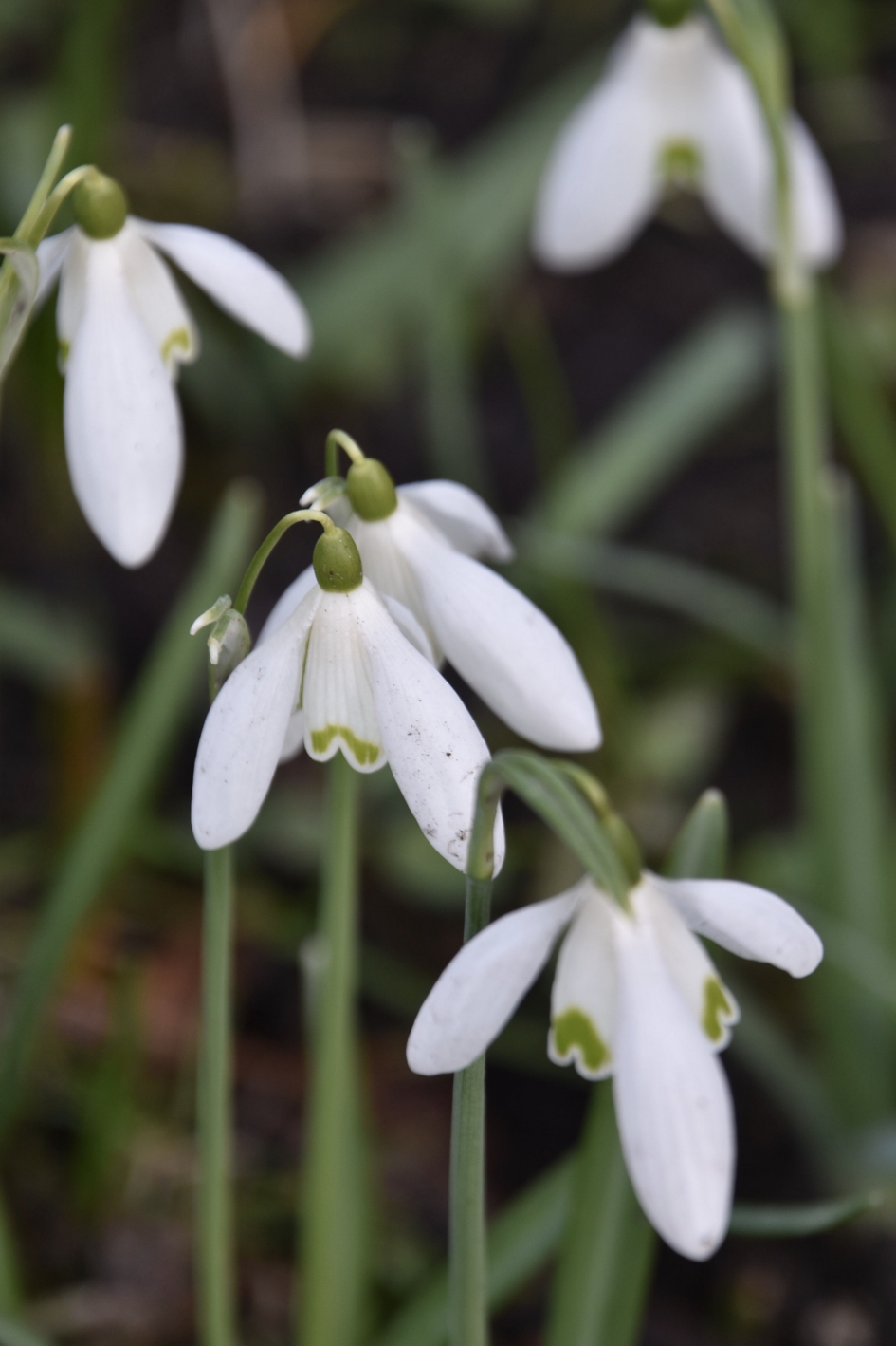 Sneeuwklokjes - Planten - 