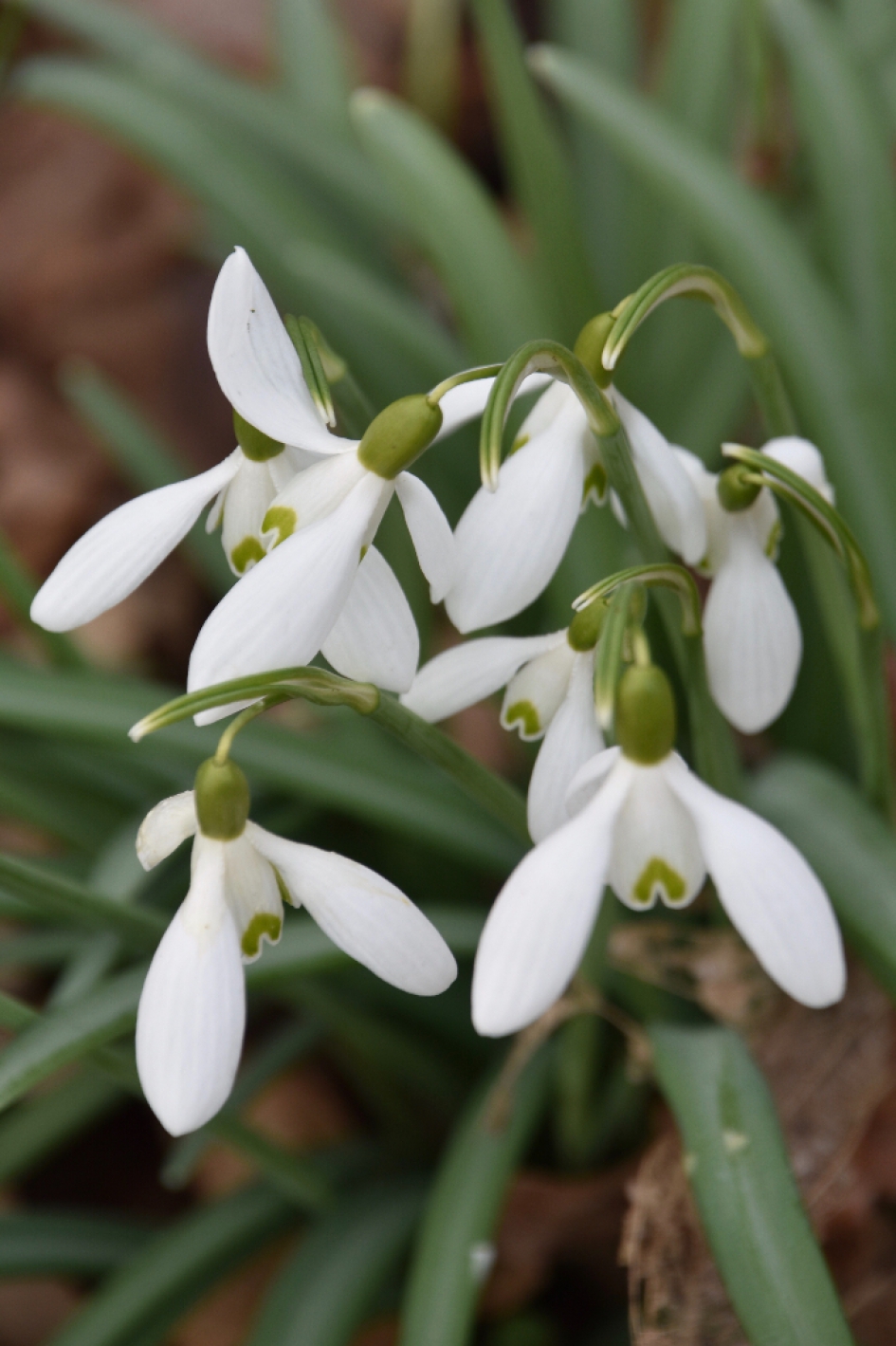 Sneeuwklokjes - Planten - 