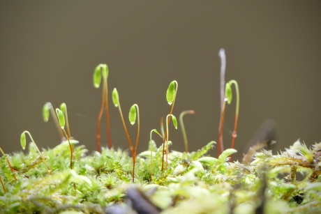 Speuren naar "sporen"
