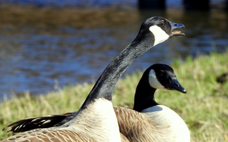 Steekt zijn nek voor haar uit