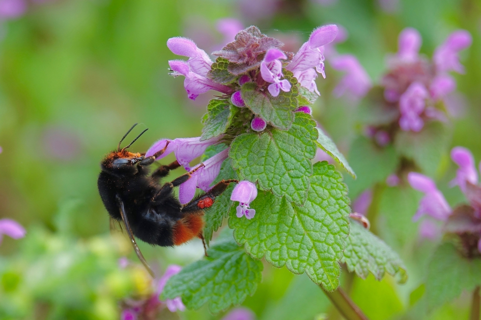 Steenkoningin - Geleedpotigen - Steenhommel