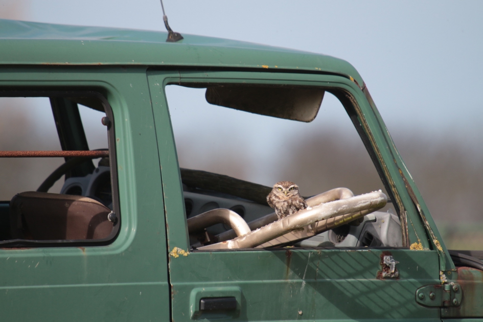 Steenuiltje in oude Jeep - Vogels - Steenuil