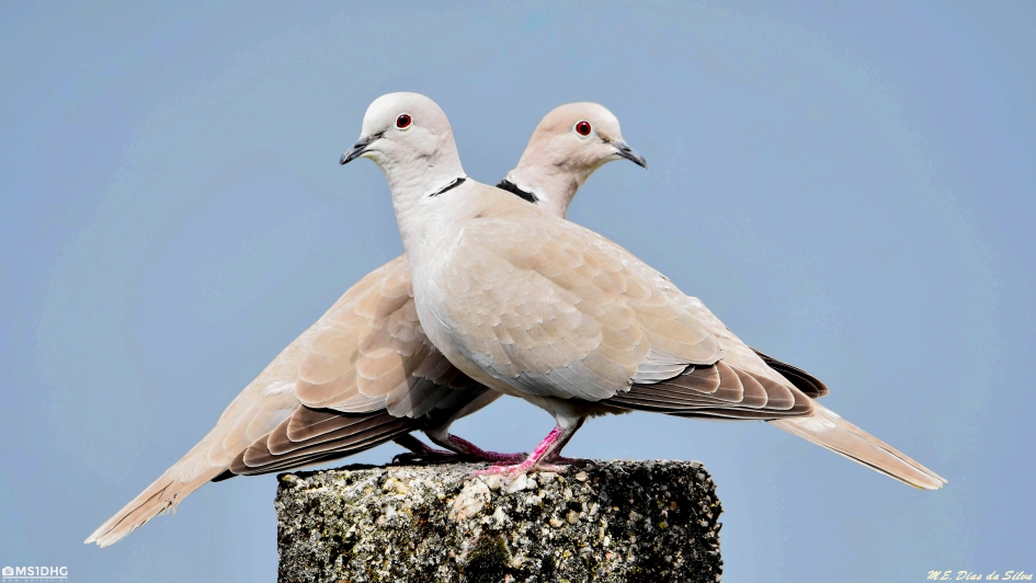 Stelletje Turkse tortelduiven - Vogels - Turkse tortel