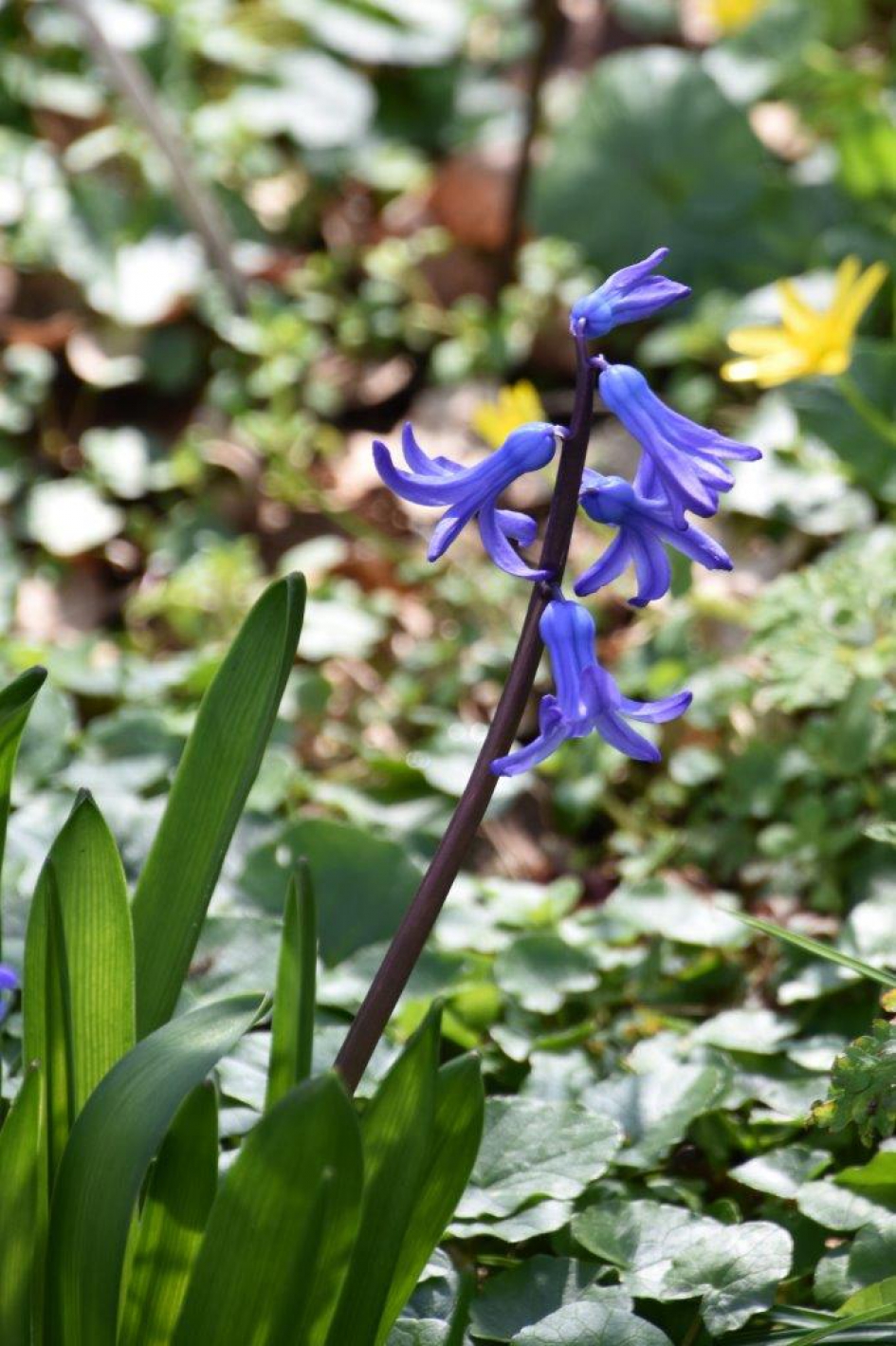 Ster- of wilde hyacint - Planten - 