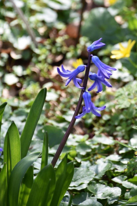 Ster- of wilde hyacint