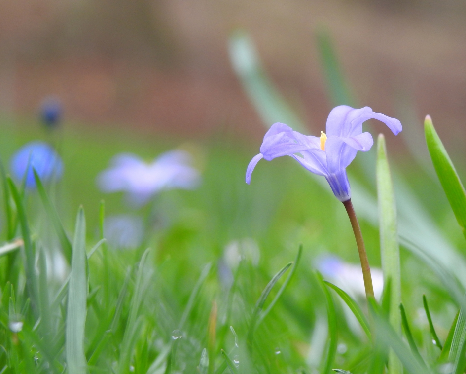 Sterretjes in het bos - Planten - Sterhyacint
