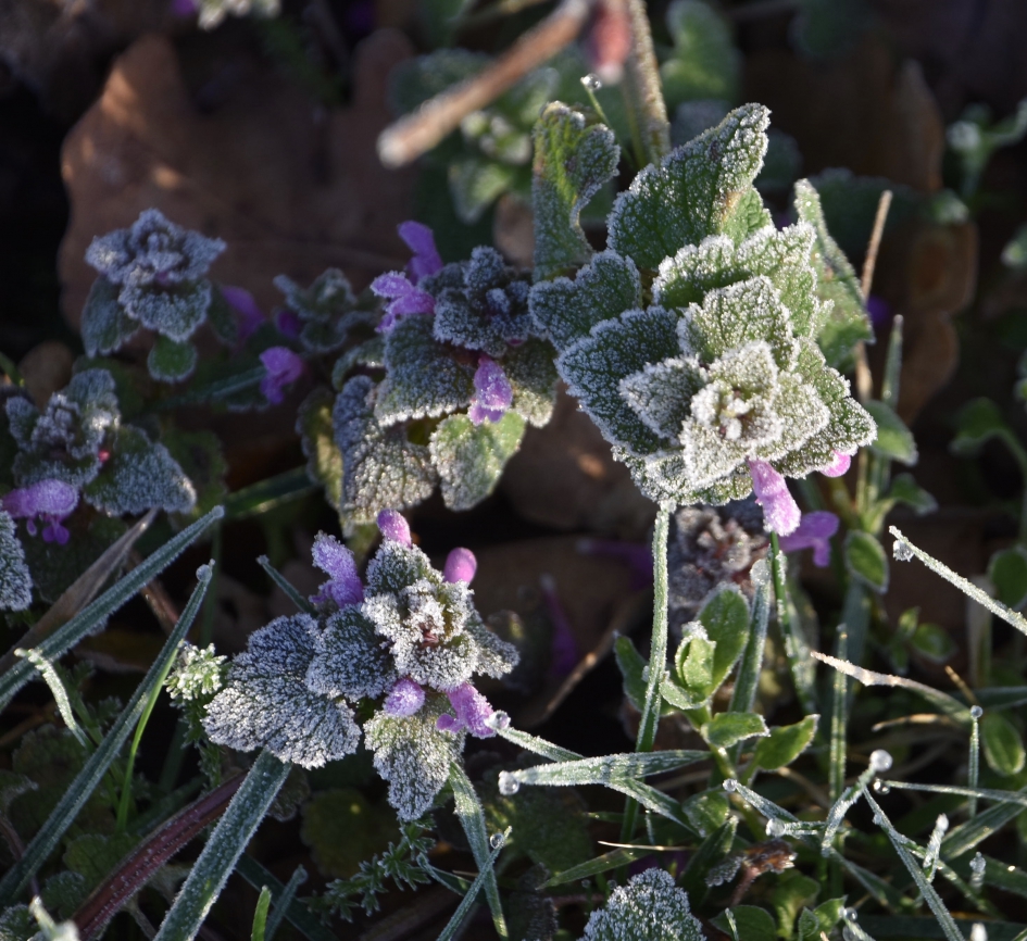 Suikerrandje - Planten - 
