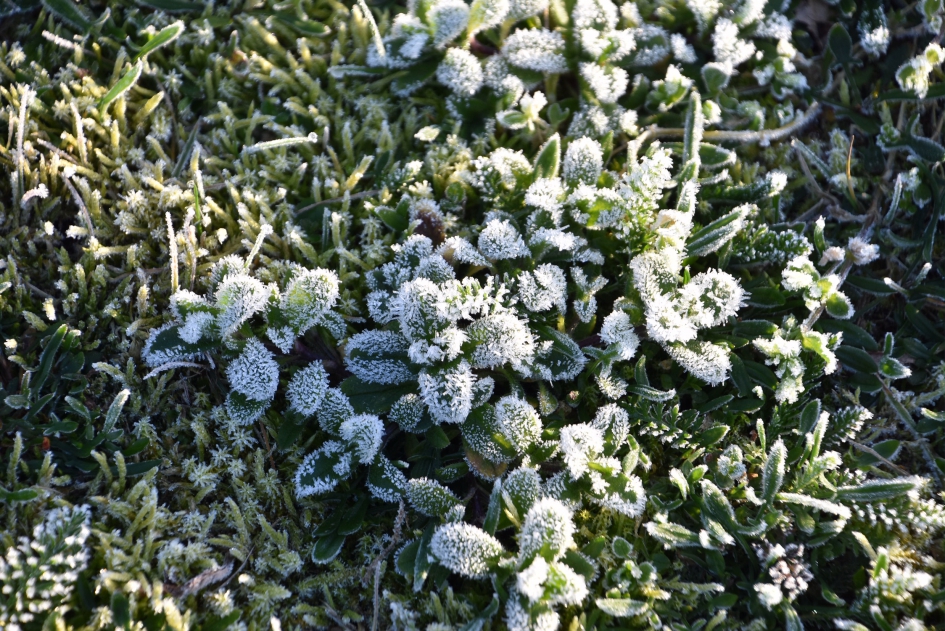 Suikerrandje - Planten - 