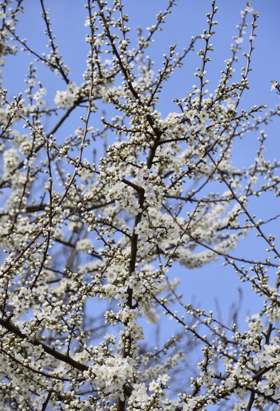 Tegen blauwe lucht - Planten - 