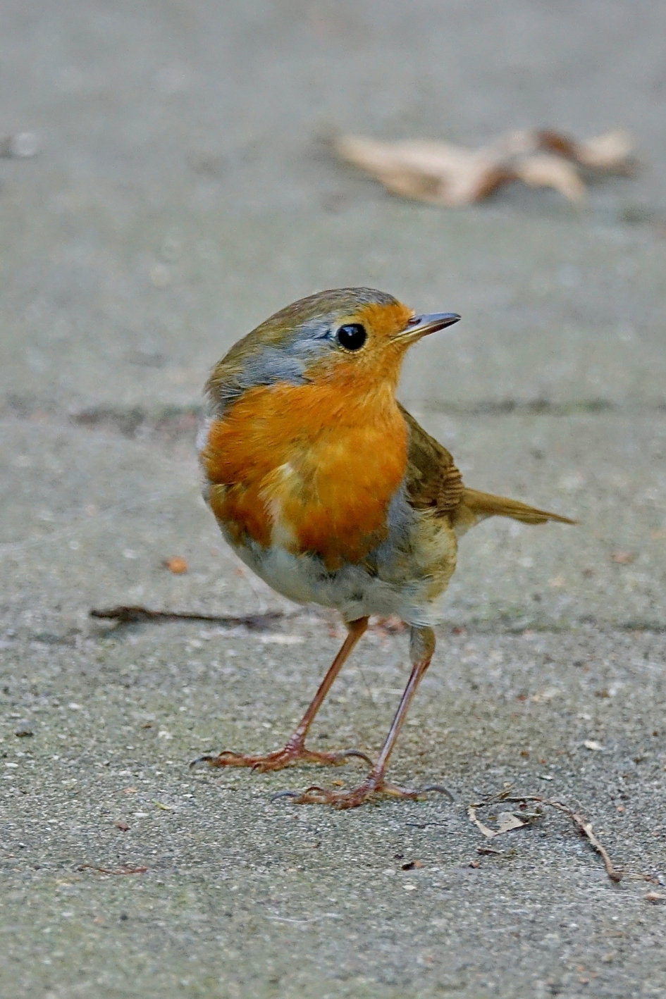 Ten voeten uit - Vogels - Roodborst