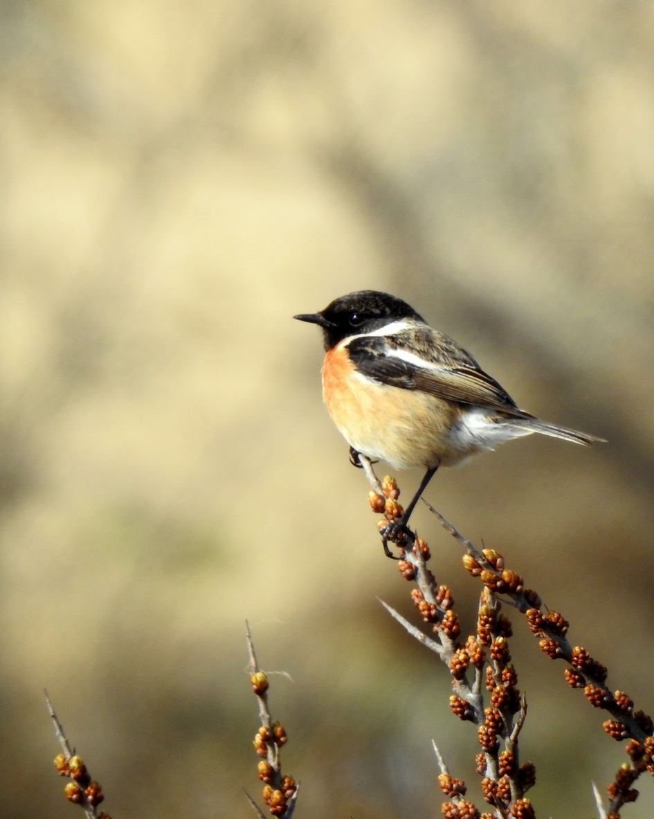 Terug op honk - Vogels - Roodborsttapuit