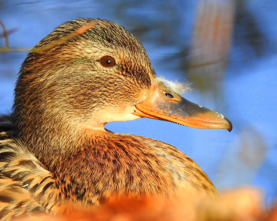 Tevreden in de zon - Vogels - Wilde eend