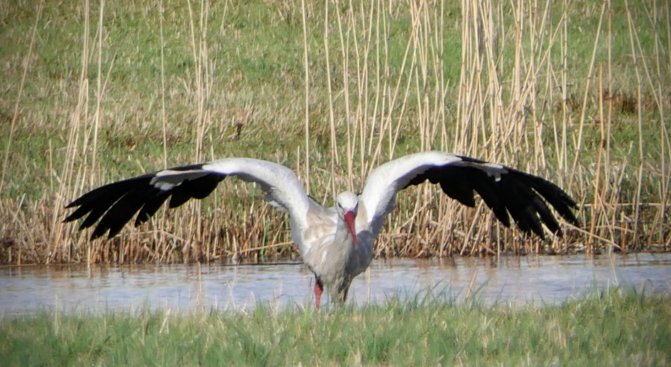 Tijd om op te stappen. - Vogels - Ooievaar
