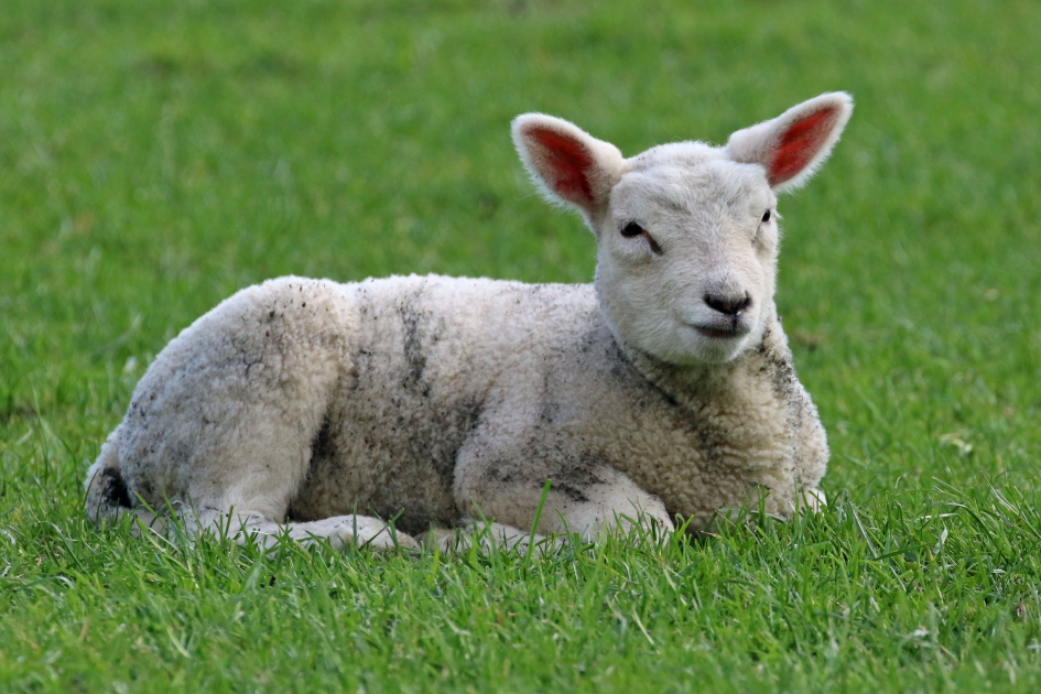 Tja, klimaatdiscussie. Houd mij wel bezig... - Zoogdieren - 