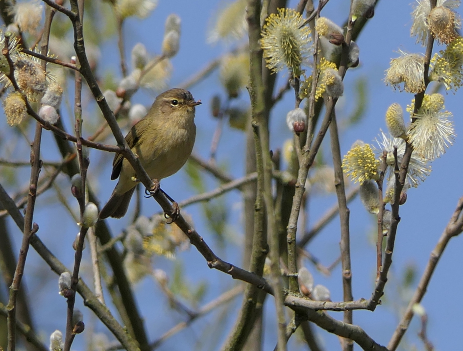Tjiftjaf tjiftjaf tjiftjaf tjiftjaf - Vogels - Tjiftjaf