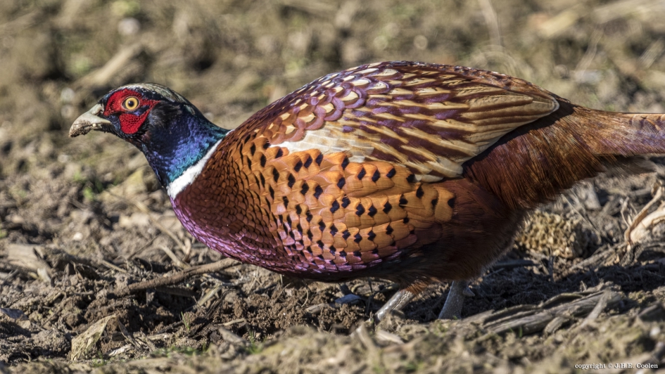 Toch wat kleur vandaag - Vogels - Fazant