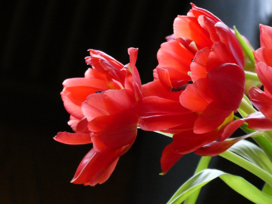 Tulpen - Planten - 