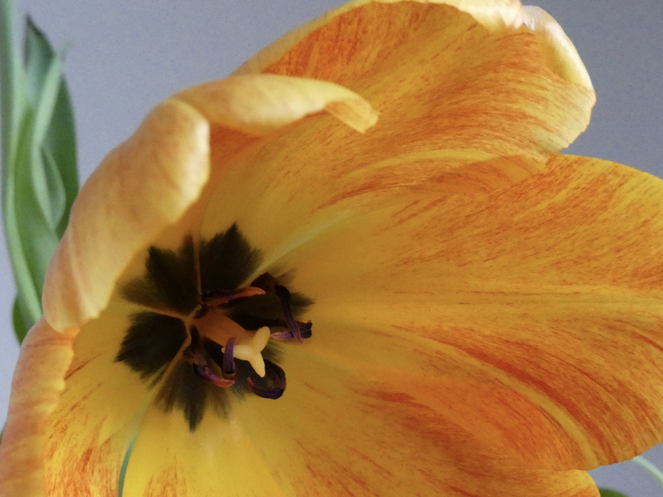 Tulpenhart - Planten - 