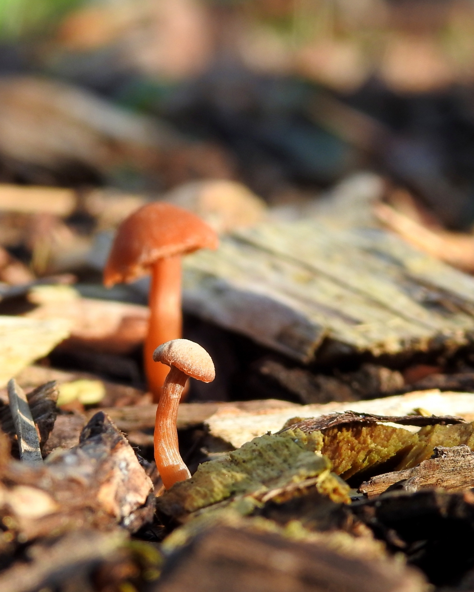 Tussen houtsnippers - Schimmels - Gewoon donsvoetje