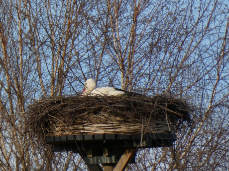 Tweede ooievaar nog op de horst