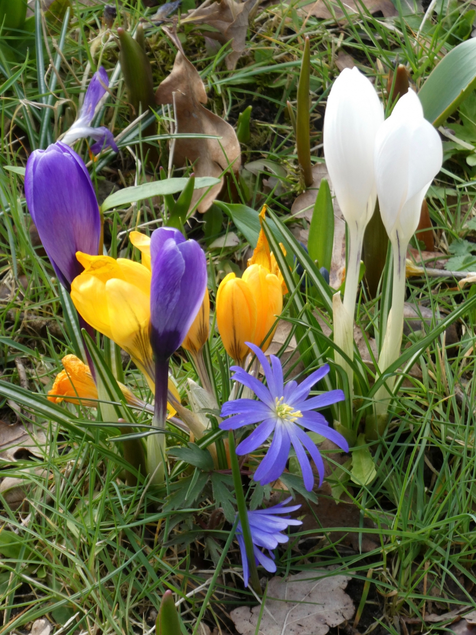 Van alles wat - Planten - 