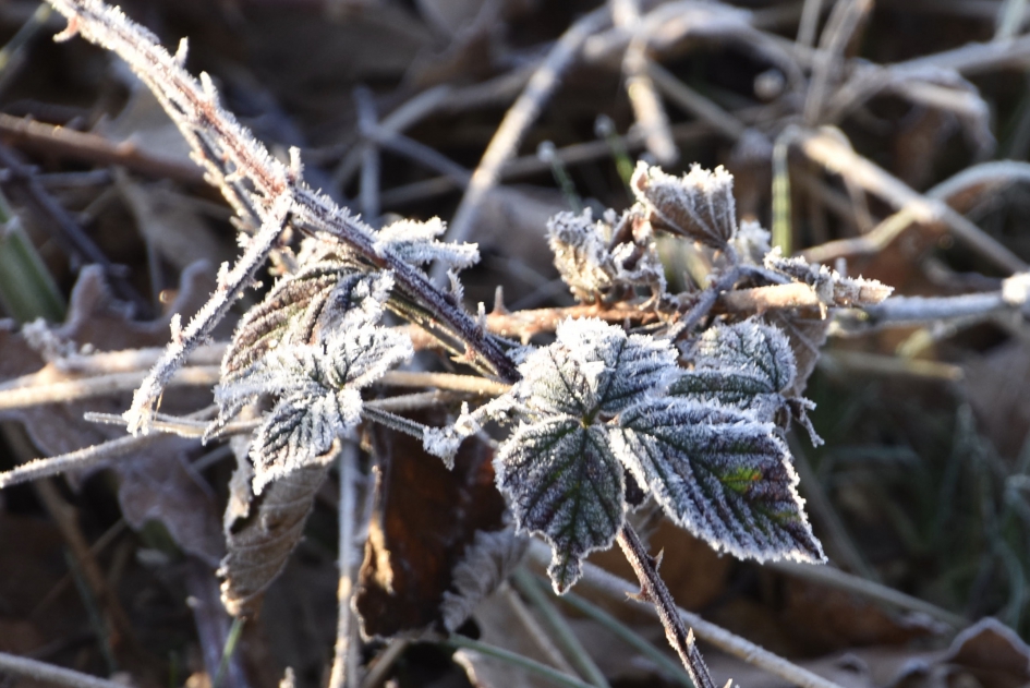 Vanmorgen 7:15 uur - Planten - 