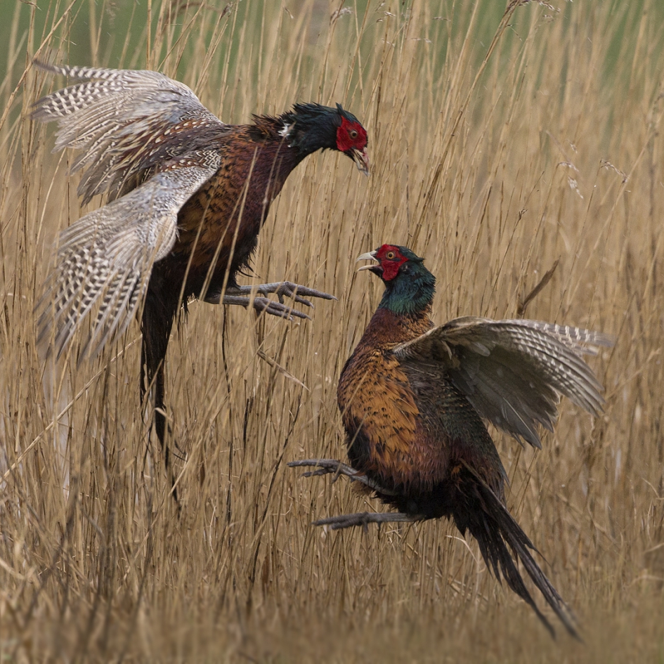 Vechtend in het riet ... - Vogels - Fazant