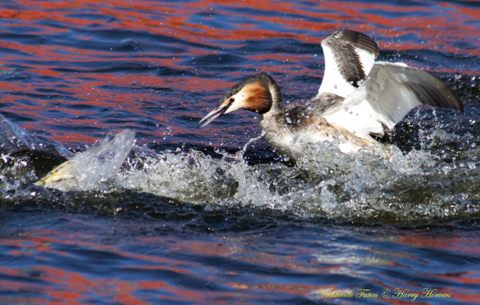 Vechtende futen - Vogels - 