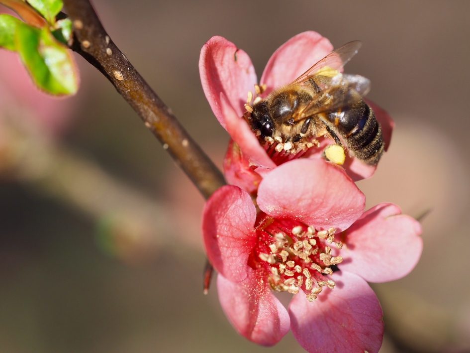 Veel gezoem - Geleedpotigen - Honingbij
