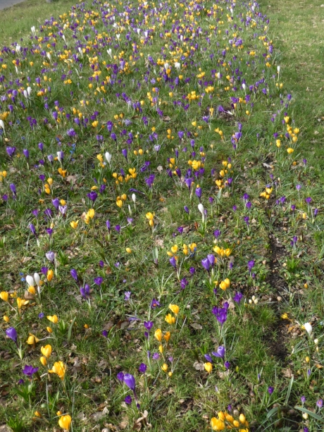 Veel krokussen en andere bolletjes