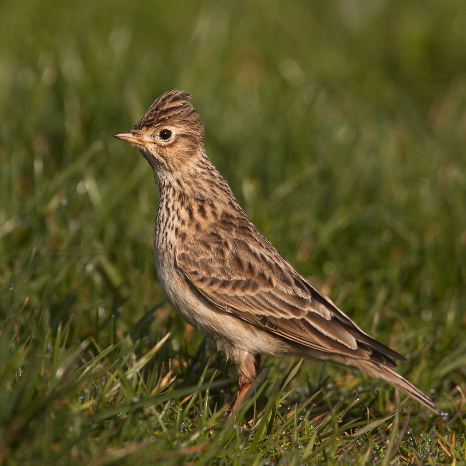 Veldleeuwerik - Vogels - Veldleeuwerik