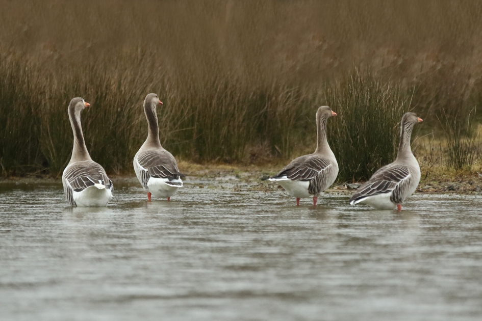 verdeeldheid - Vogels - grauwe gans