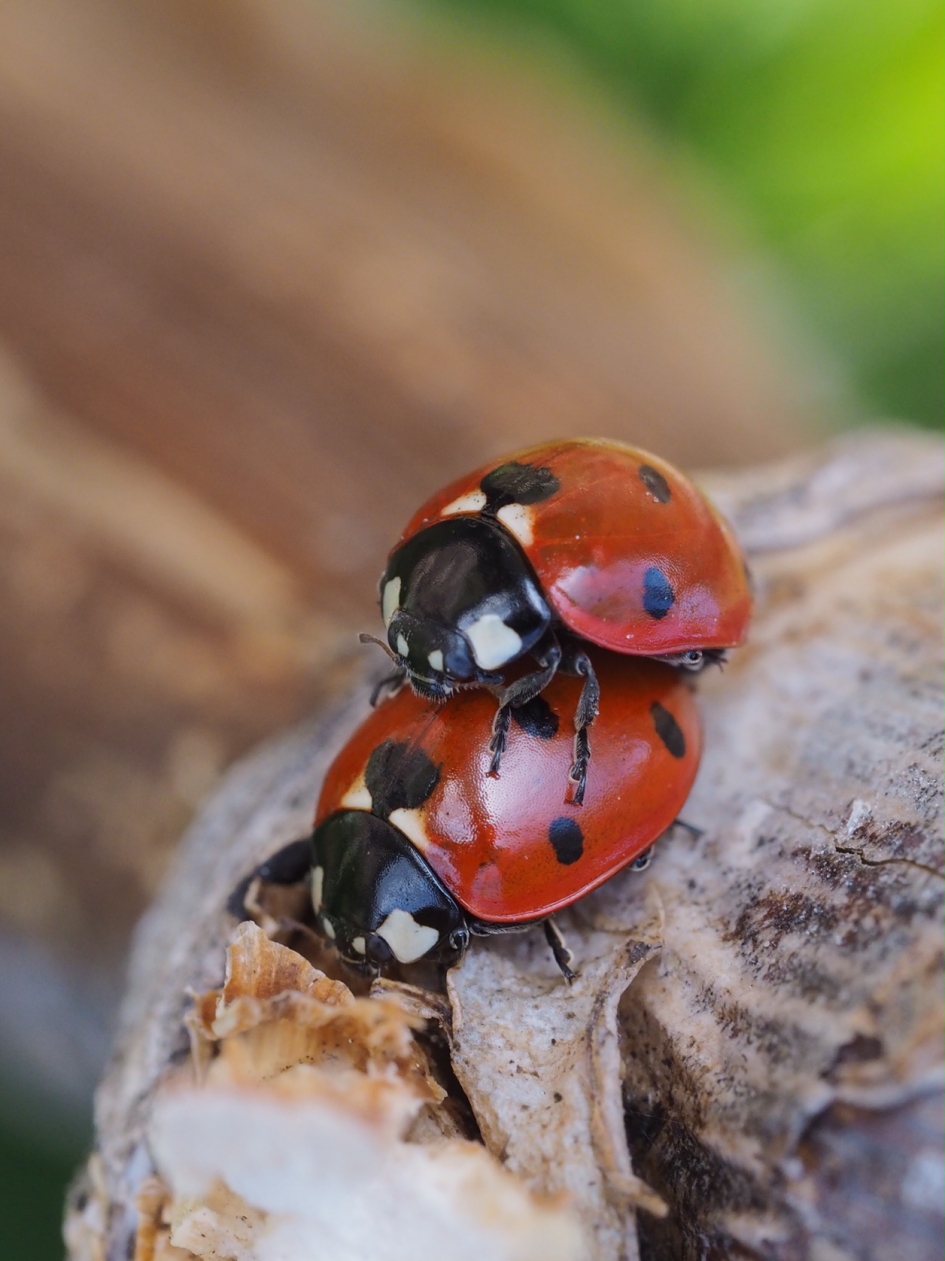 Vermenigvuldiging - Geleedpotigen - 7 stippelig lieveheersbeestje