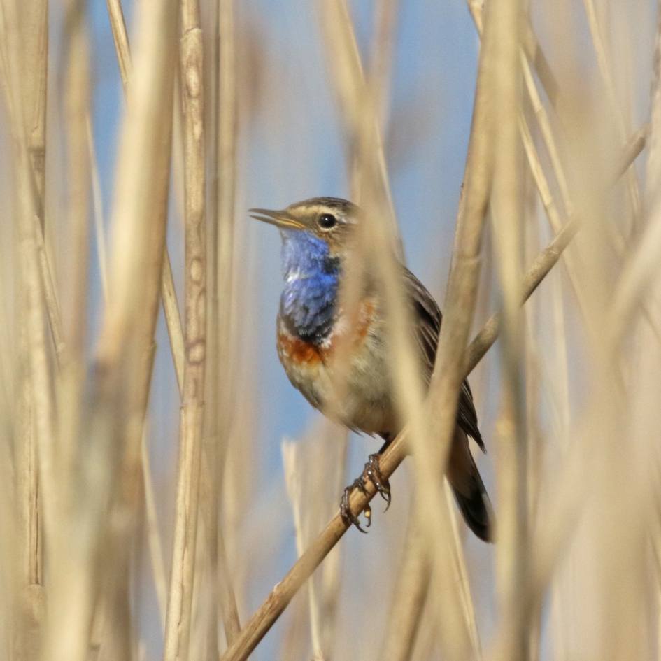 Verscholen in het riet - Vogels - Blauwborst