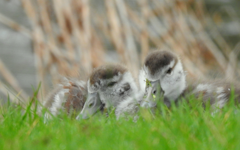 Verstoppertje in het gras - Vogels - Nijlgans