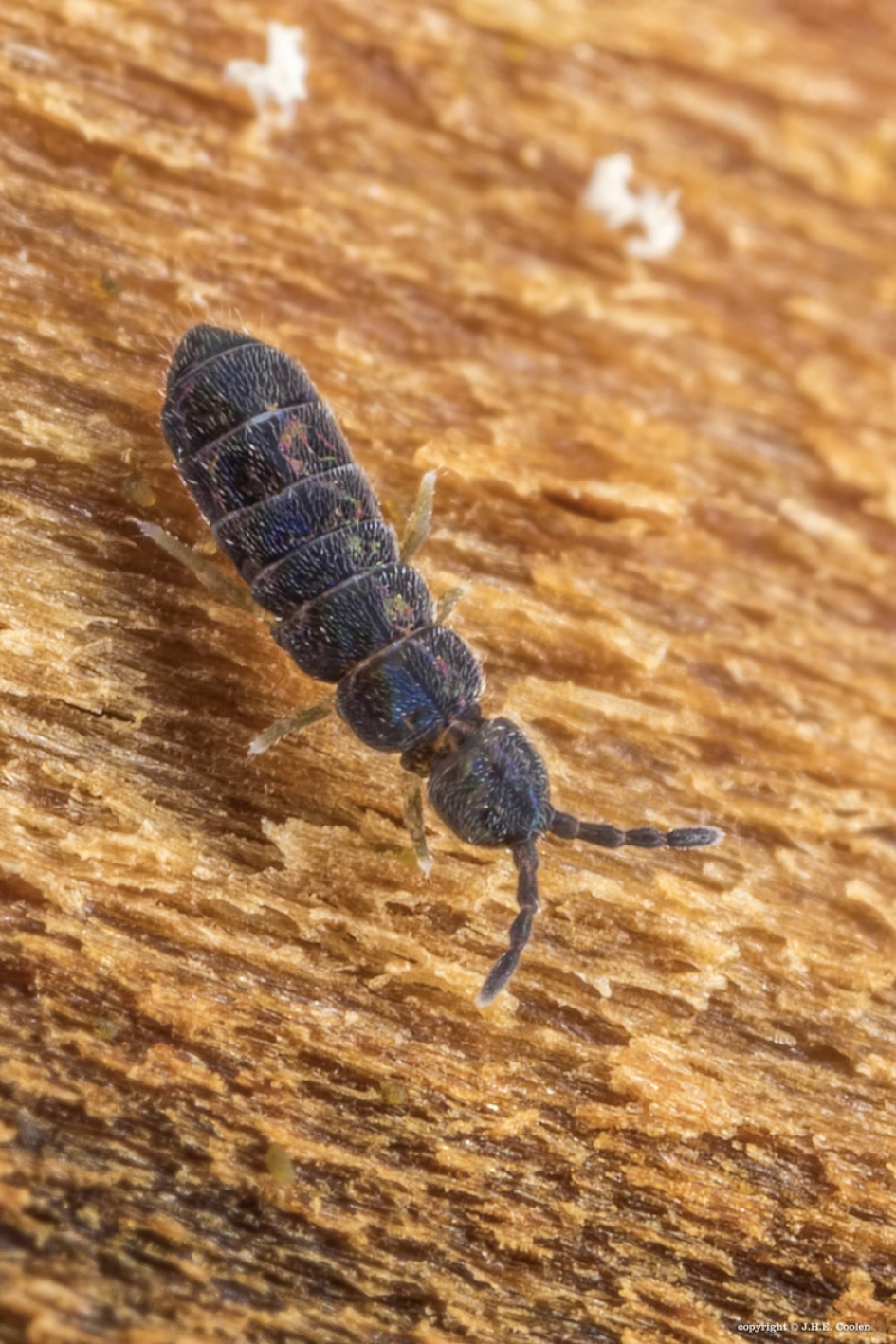 Vertagopus arboreus - Geleedpotigen - 