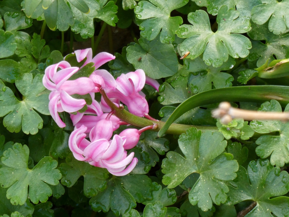 Verwilderde hyacint - Planten - 