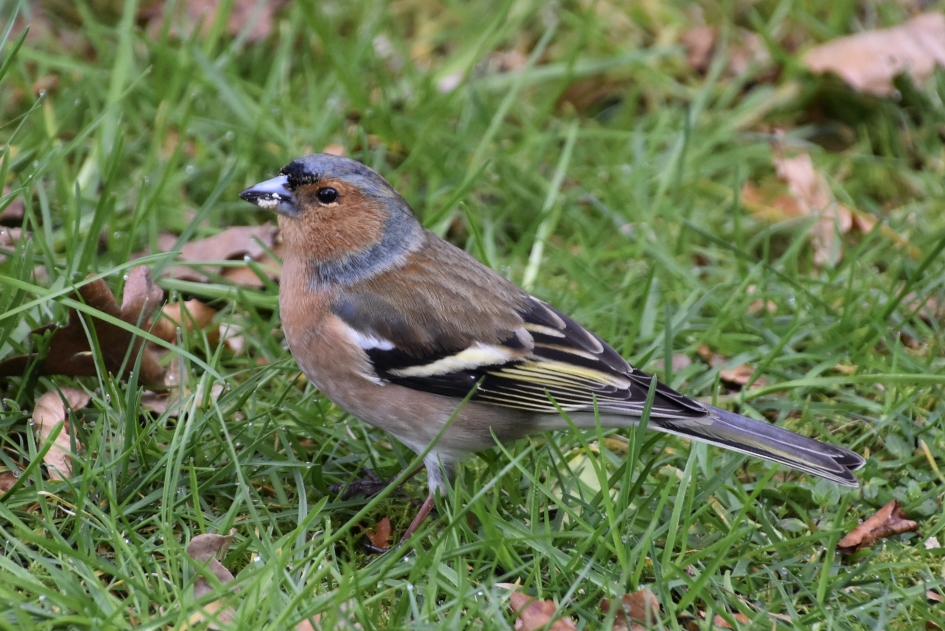 Vink - Vogels - 