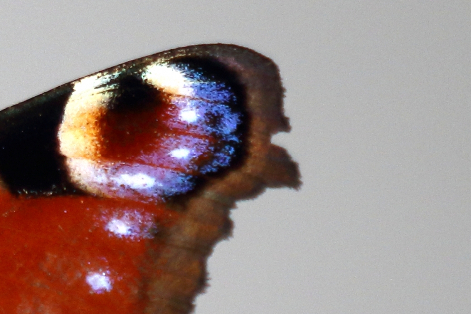 vleugel dagpauwoog - Geleedpotigen - dagpauwoog