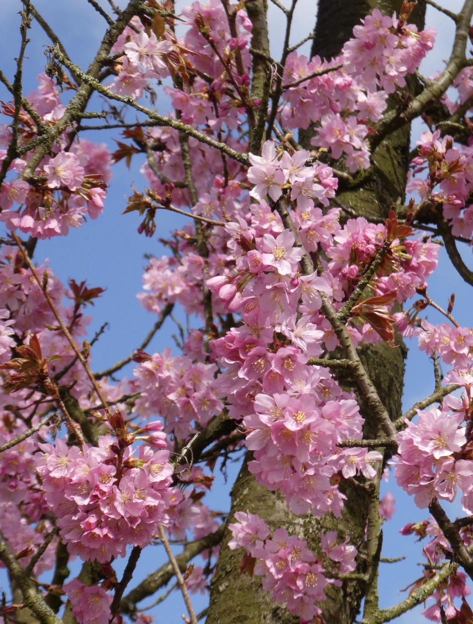 Voorjaarsbloesem - Planten - 