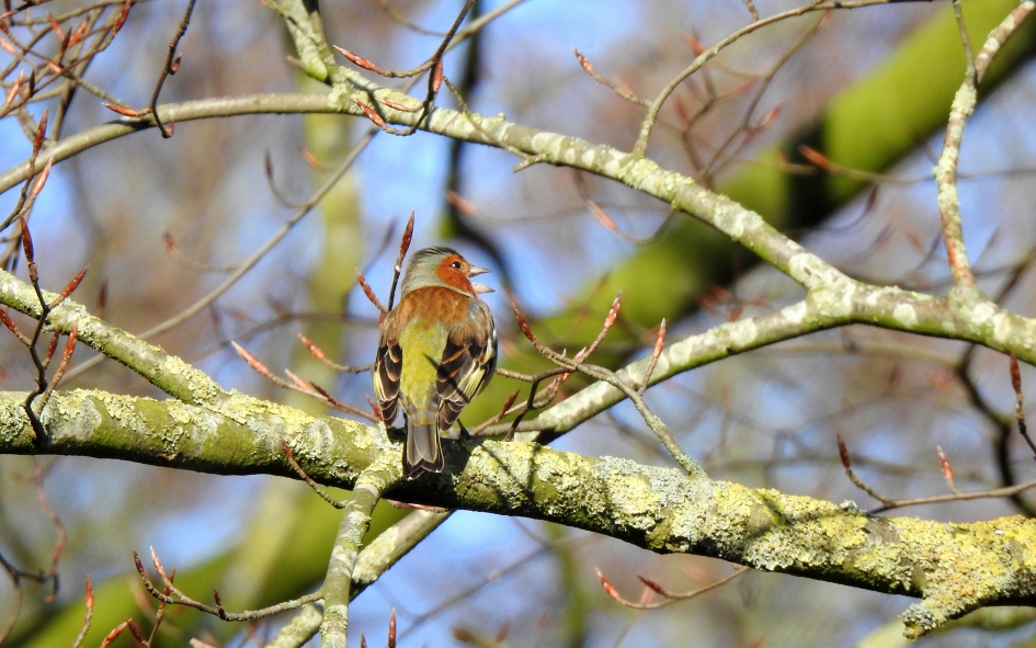 Voorjaarslied - Vogels - Vink