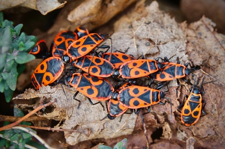 Voortplanting in volle gang