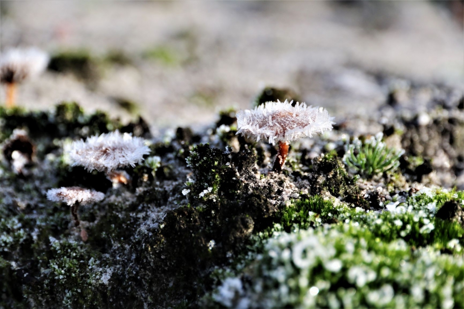 Vorst aan de grond - Schimmels - 