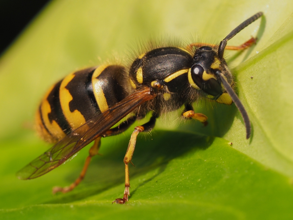 Vroeg - Geleedpotigen - Gewone wesp