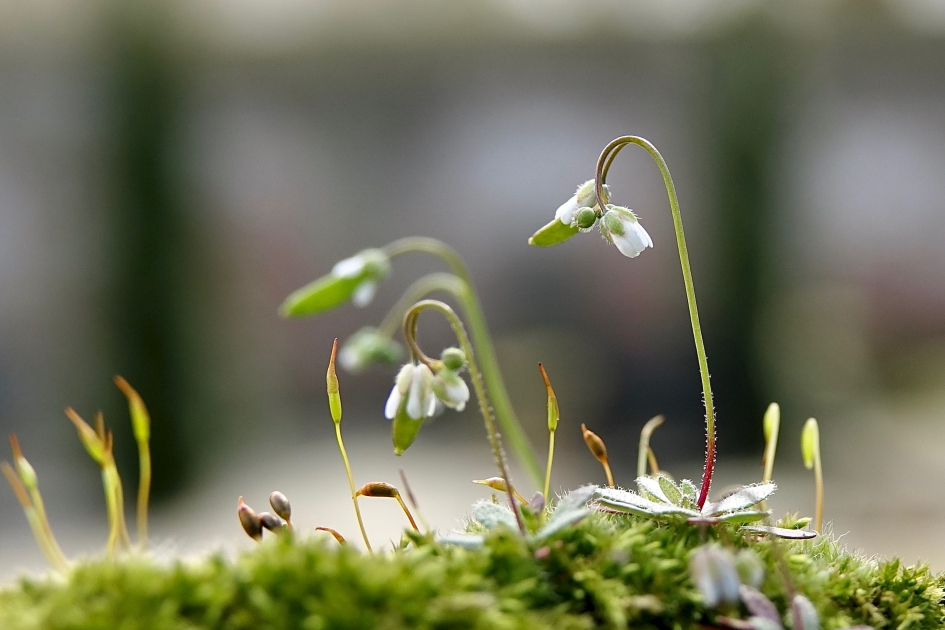 Vroegeling in bloei - Planten - Vroegeling